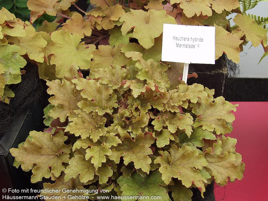 Samthaariges Silberglöckchen 'Marmalade' (Heuchera villosa)