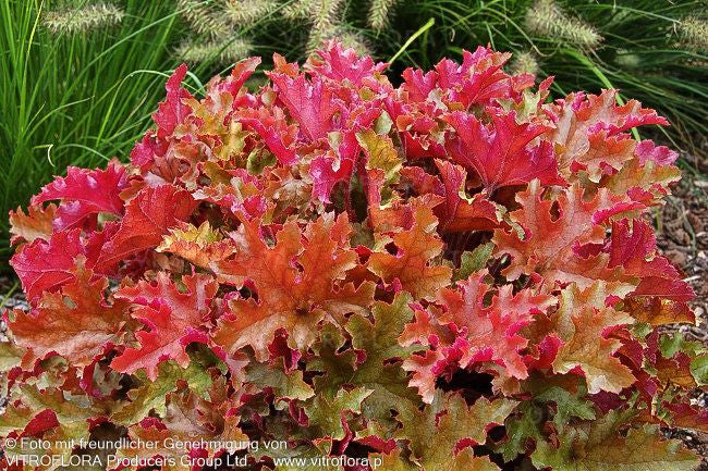 Samthaariges Silberglöckchen 'Marmalade' (Heuchera villosa)
