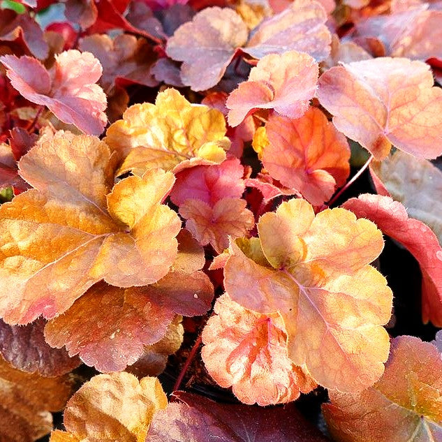 Samthaariges Silberglöckchen 'Timeless Orange' (Heuchera villosa)