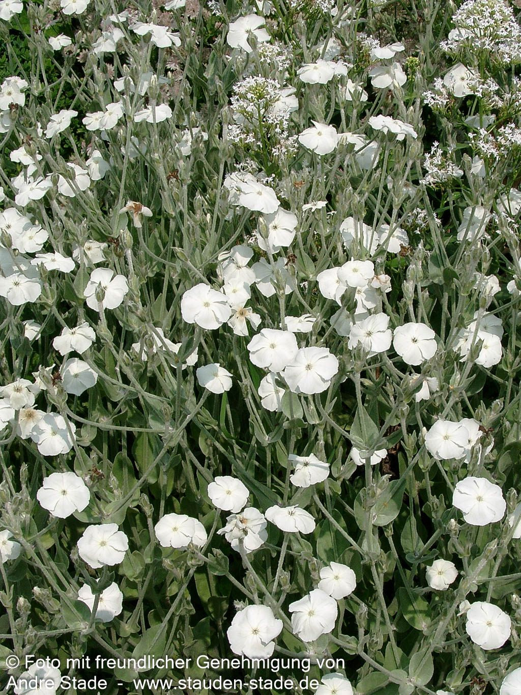 Samtnelke, Lichtnelke 'Alba' (Lychnis coronaria)