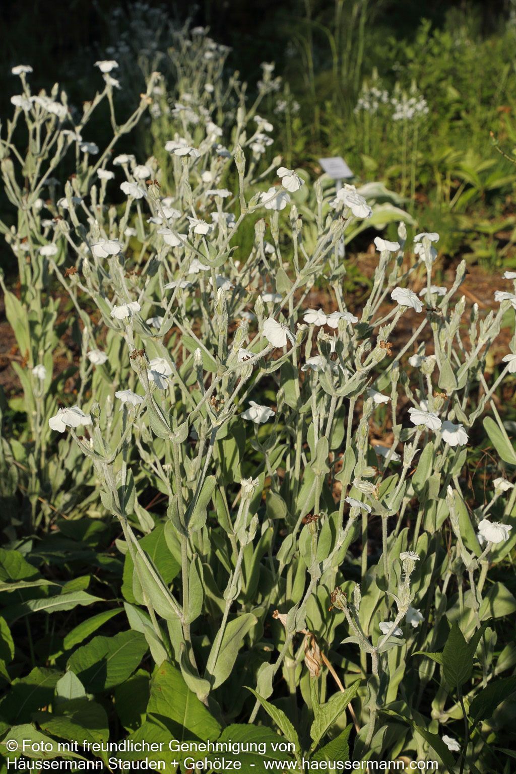 Samtnelke, Lichtnelke 'Alba' (Lychnis coronaria)
