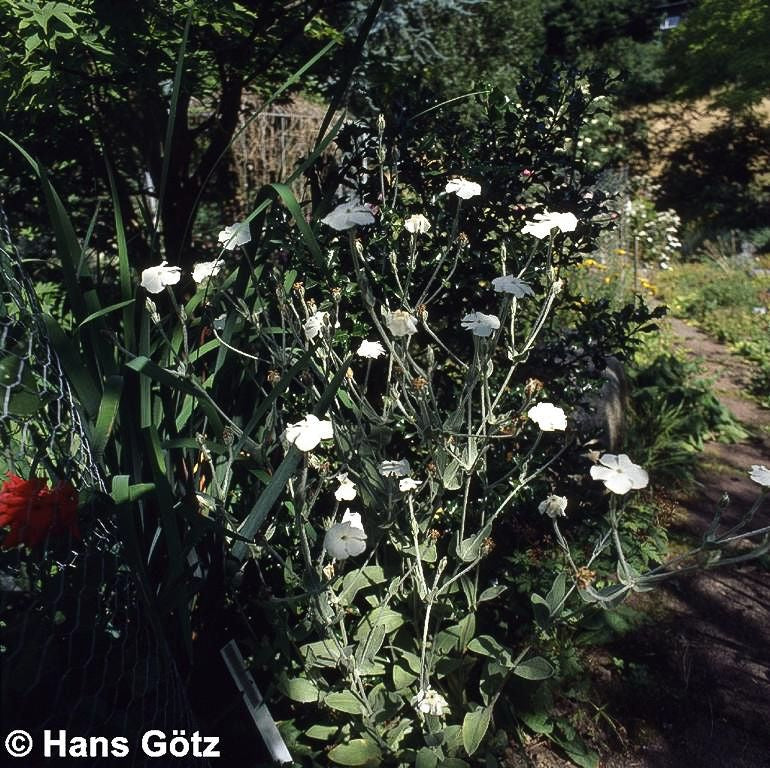 Samtnelke, Lichtnelke 'Alba' (Lychnis coronaria)