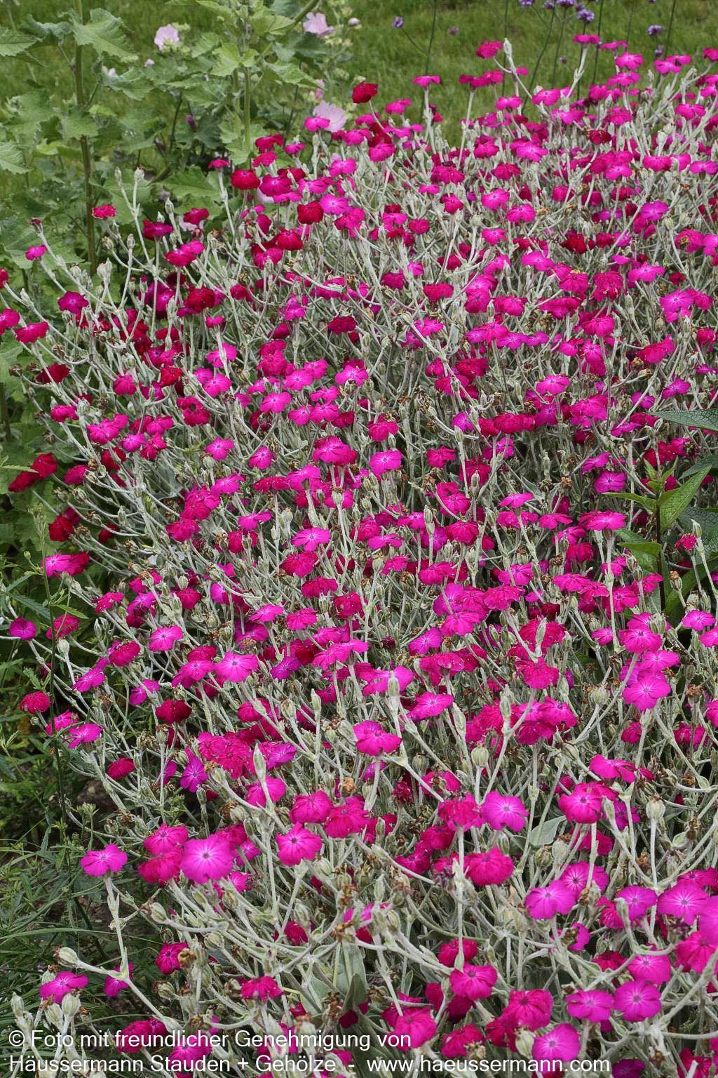 Samtnelke, Lichtnelke (Lychnis coronaria)