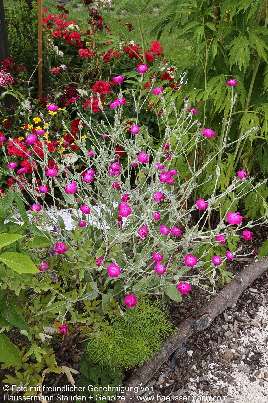 Samtnelke, Lichtnelke (Lychnis coronaria)
