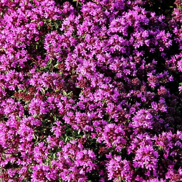 Sand-Thymian 'Coccineus' (Thymus serpyllum)