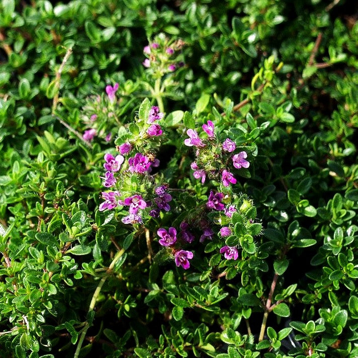 Sand-Thymian 'Creeping Red' (Thymus praecox)