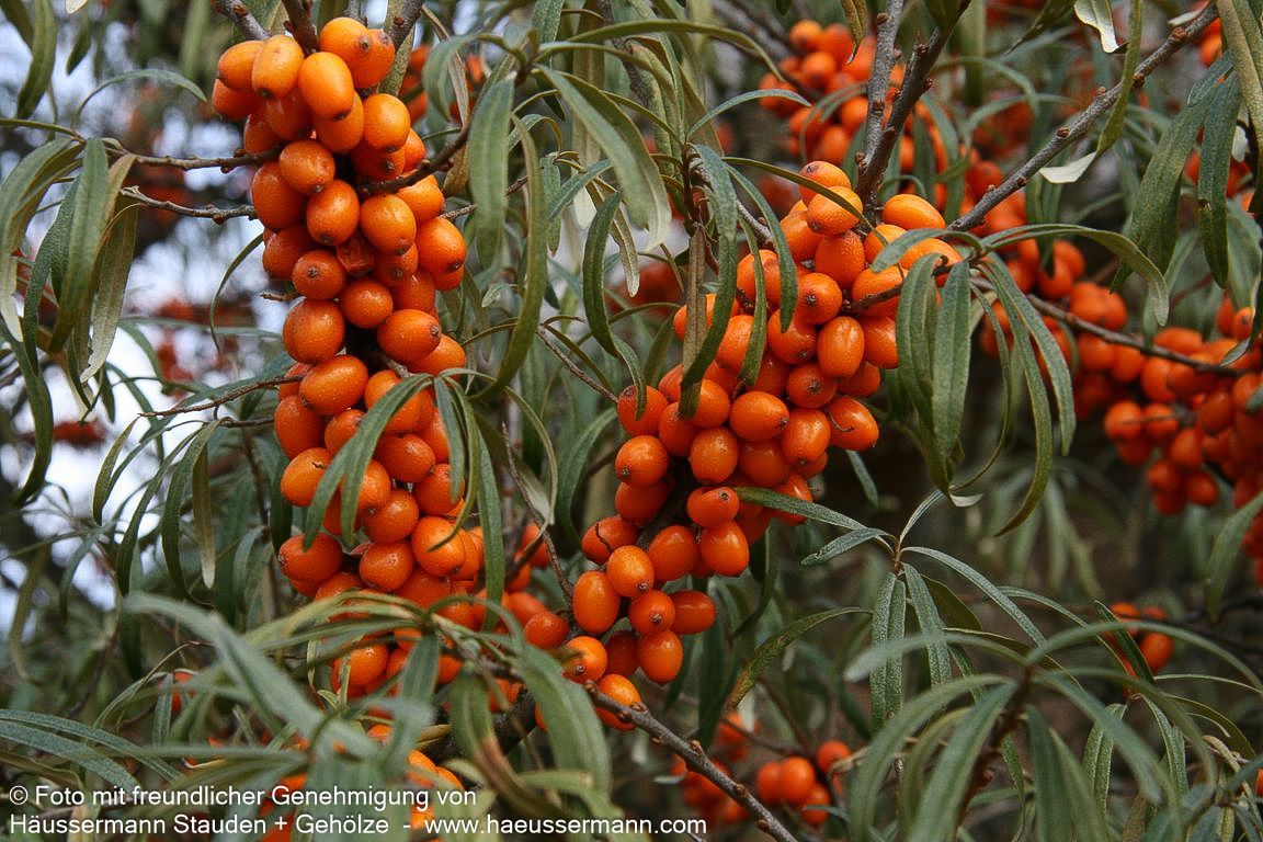 Sanddorn (Hippophae rhamnoides)