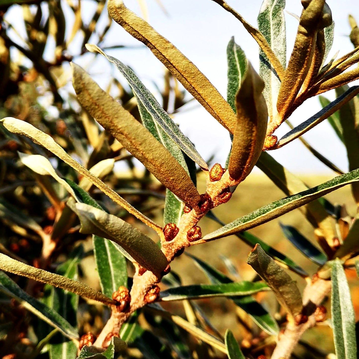 Sanddorn männlich 'Pollmix' (Hippophae rhamnoides)