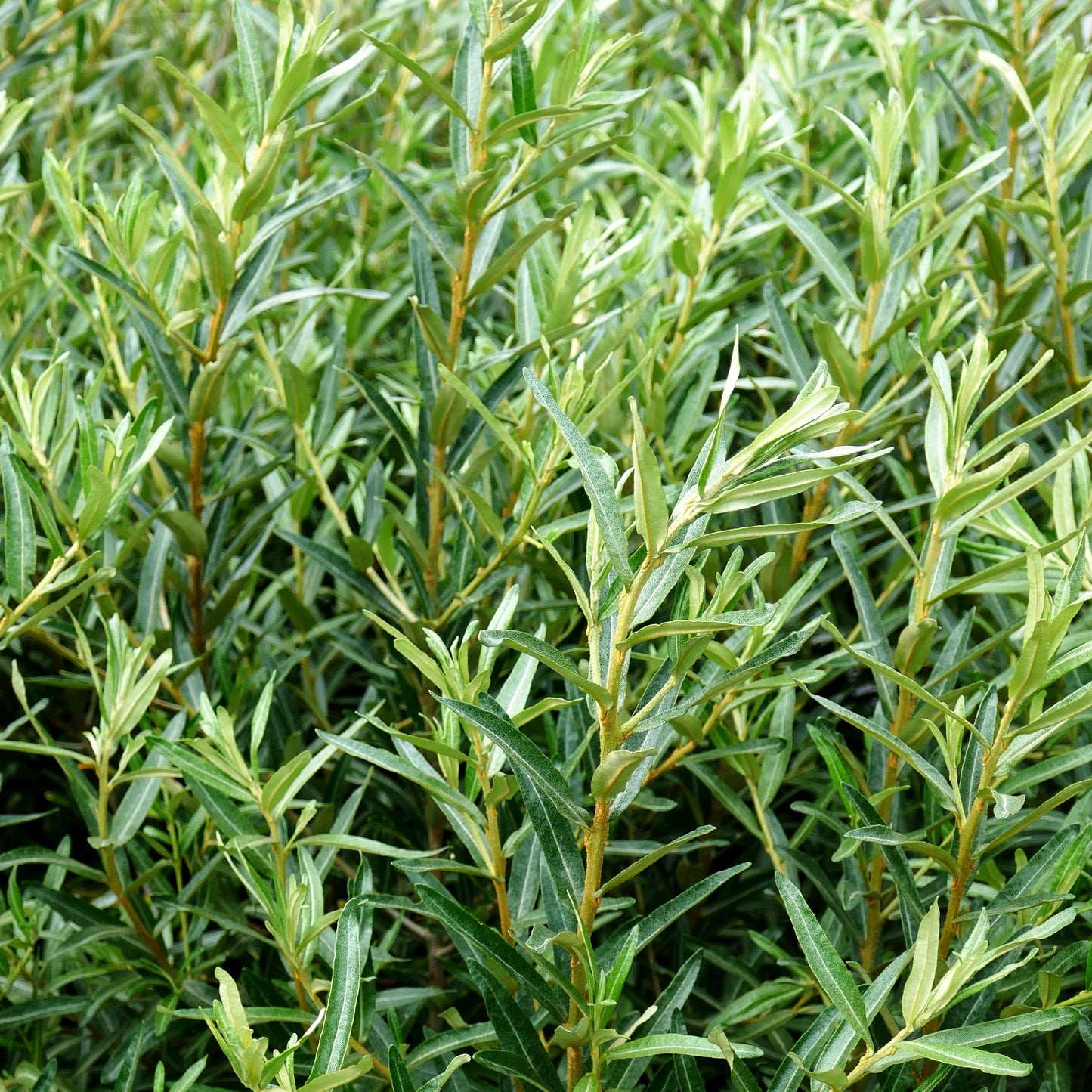 Sanddorn 'Tarmo' (Hippophae rhamnoides)
