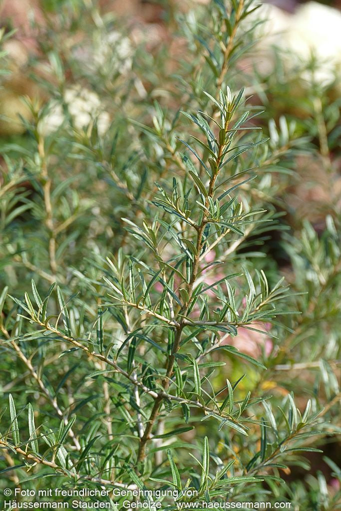 Sanddorn weiblich 'Orange Energy' (Hippophae rhamnoides)
