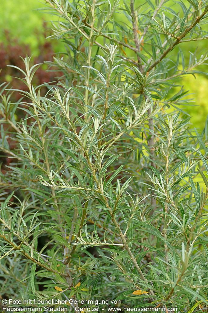 Sanddorn weiblich 'Orange Energy' (Hippophae rhamnoides)