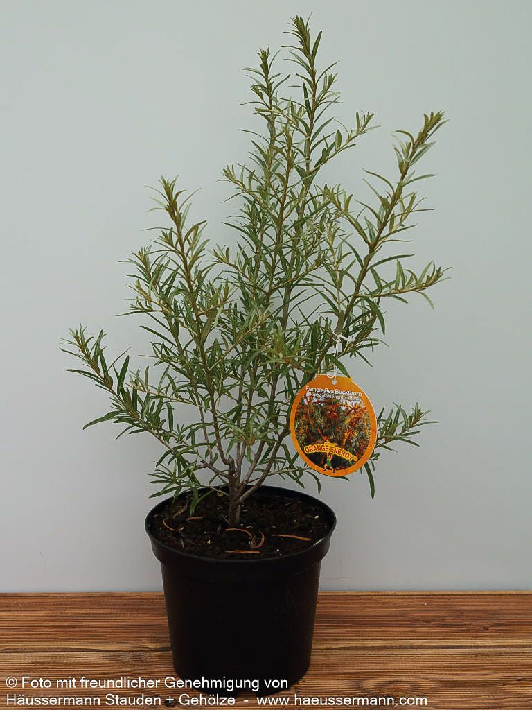Sanddorn weiblich 'Orange Energy' (Hippophae rhamnoides)