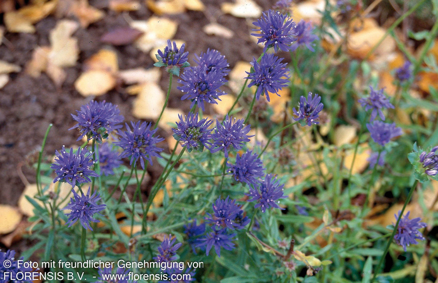 Sandglöckchen 'Blaulicht' (Jasione laevis)