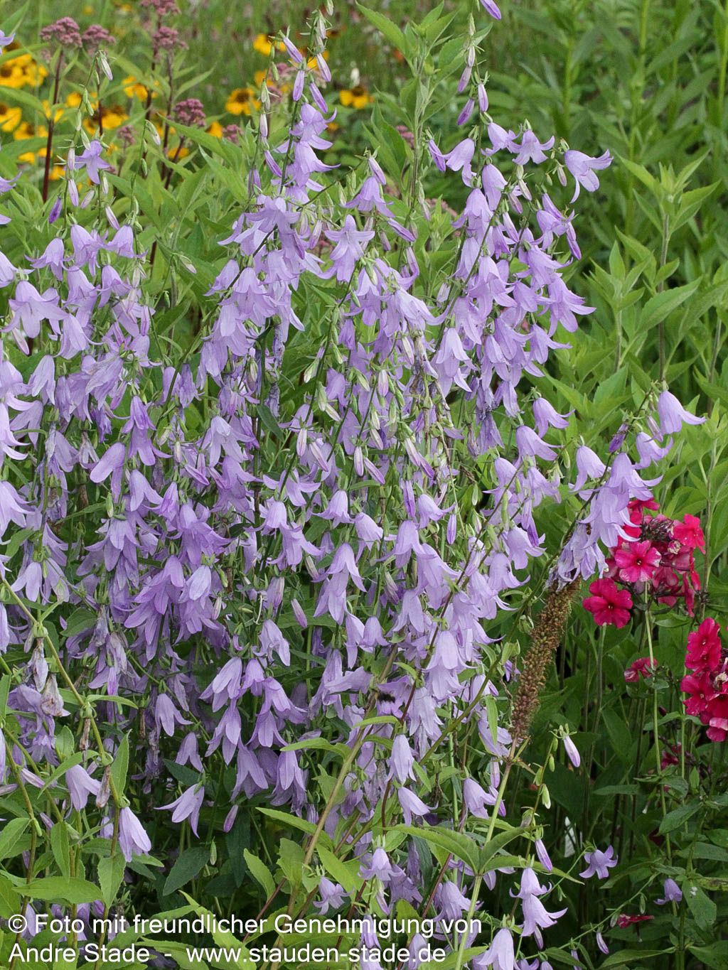 Sarmatische Glockenblume 'Hemelstraling' (Campanula sarmatica)