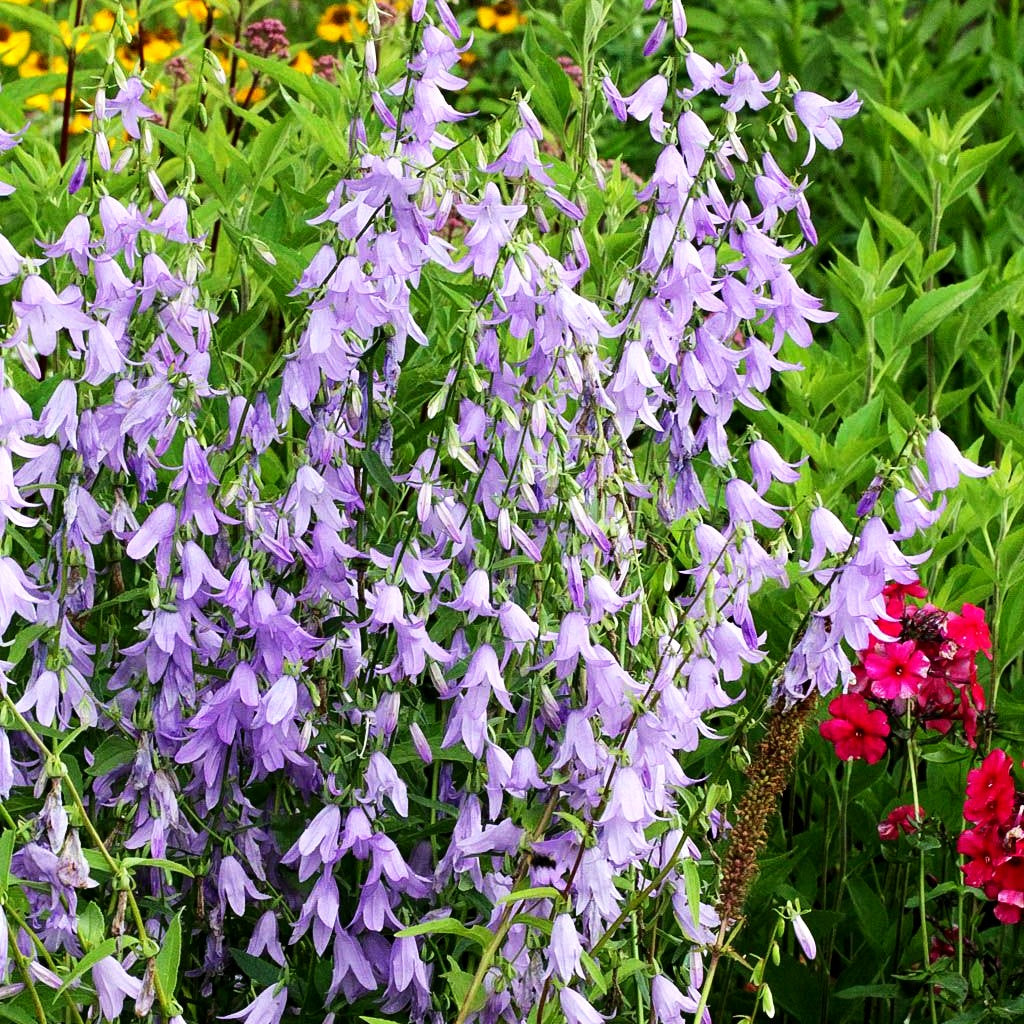 Sarmatische Glockenblume 'Hemelstraling' (Campanula sarmatica)