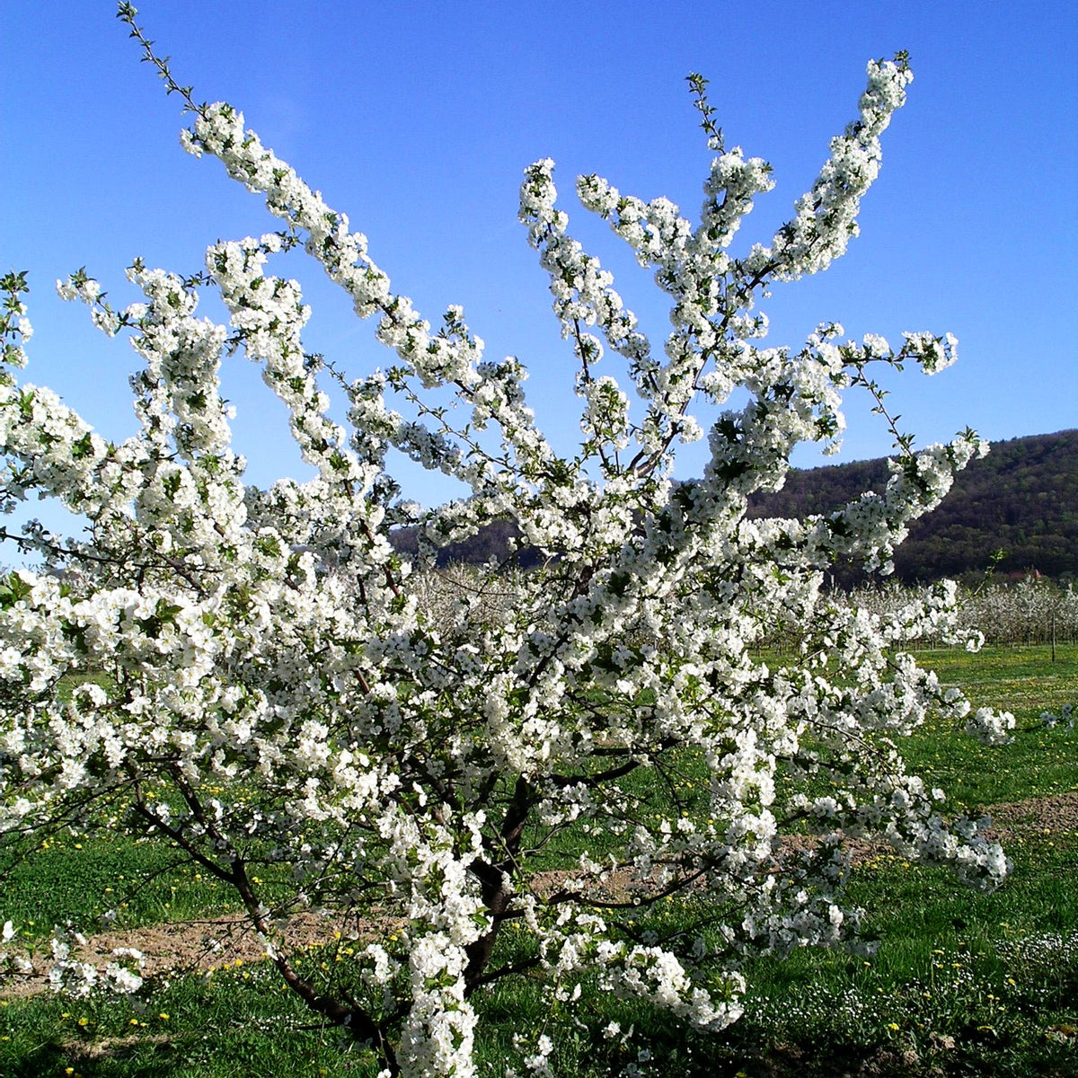 Sauerkirsche 'Achat' (Prunus cer.)