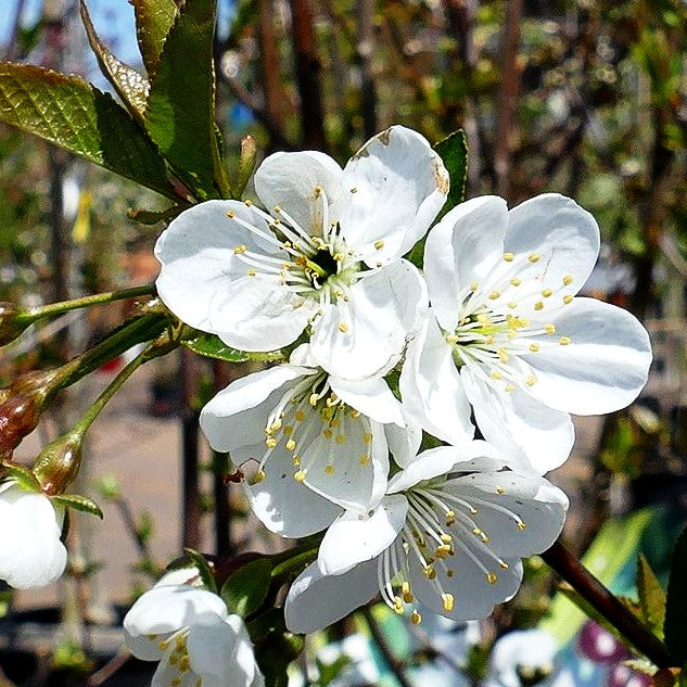 Sauerkirsche 'Gerema' (Prunus cer.)