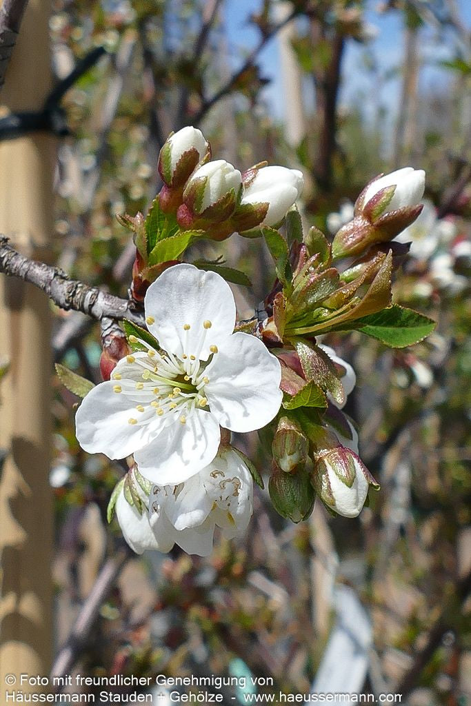 Sauerkirsche 'Morina' (Prunus cer.)