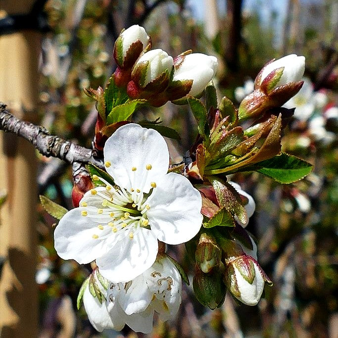 Sauerkirsche 'Morina' (Prunus cer.)