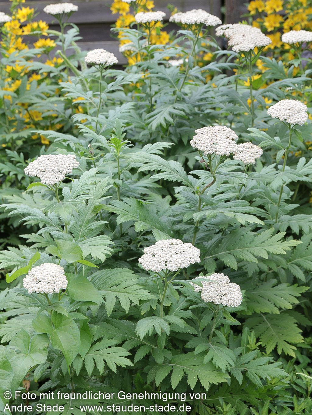 Schafgarben-Margerite (Tanacetum macrophyllum)