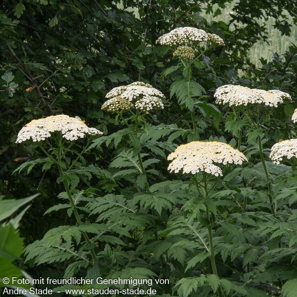 Schafgarben-Margerite (Tanacetum macrophyllum)