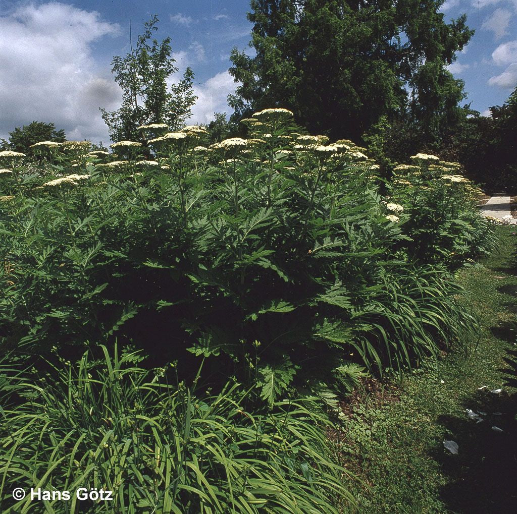 Schafgarben-Margerite (Tanacetum macrophyllum)