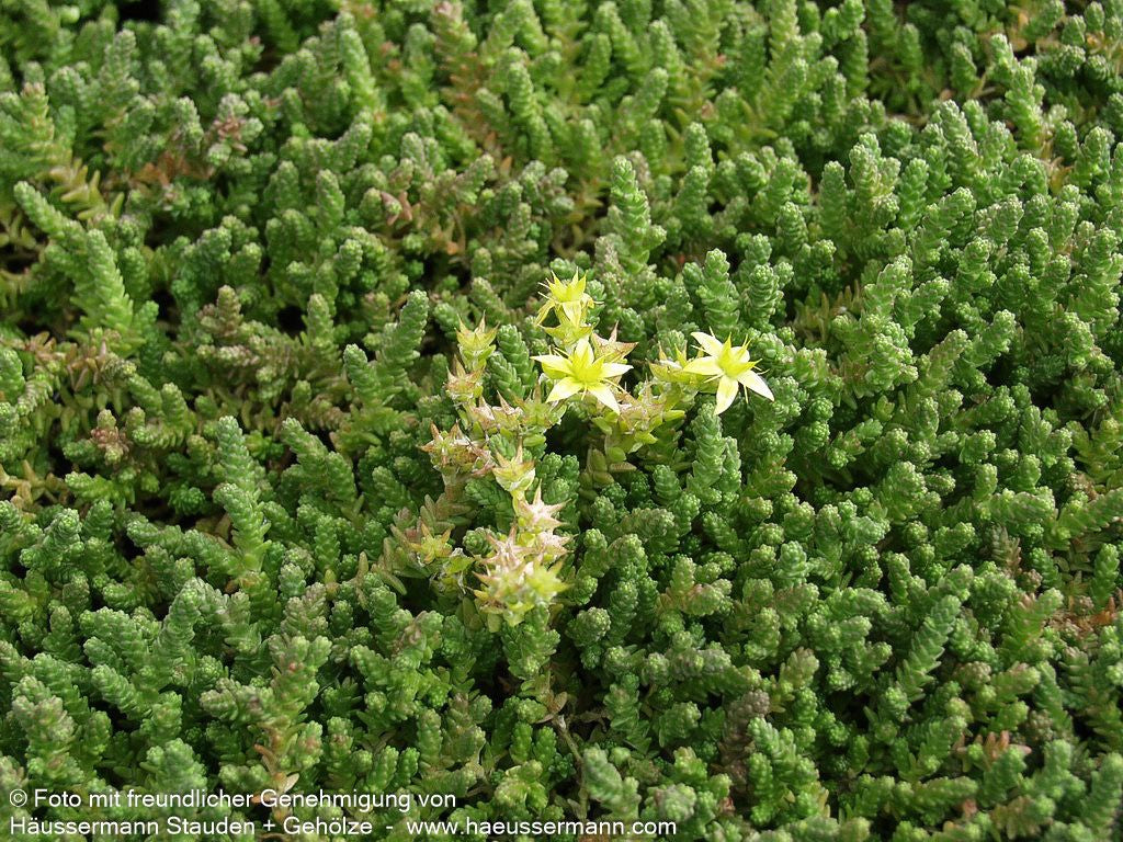 Scharfer Mauerpfeffer (Sedum acre)
