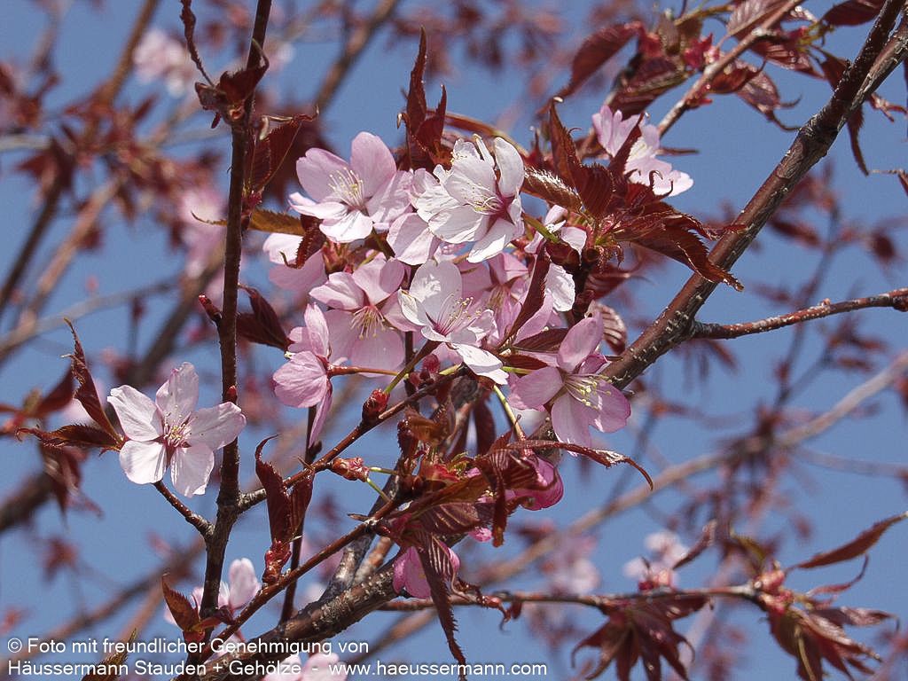 Scharlach-Kirsche (Prunus sargentii Veredlung)