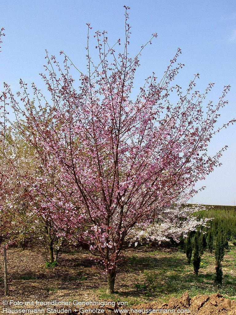 Scharlach-Kirsche (Prunus sargentii Veredlung)