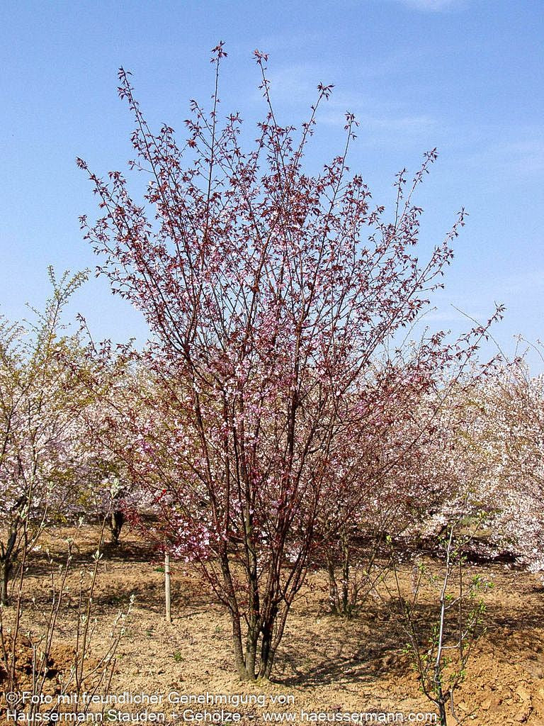 Scharlach-Kirsche (Prunus sargentii Veredlung)