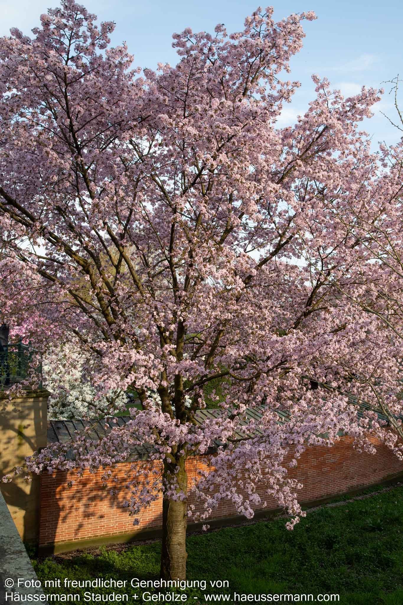 Scharlach-Kirsche (Prunus sargentii Veredlung)