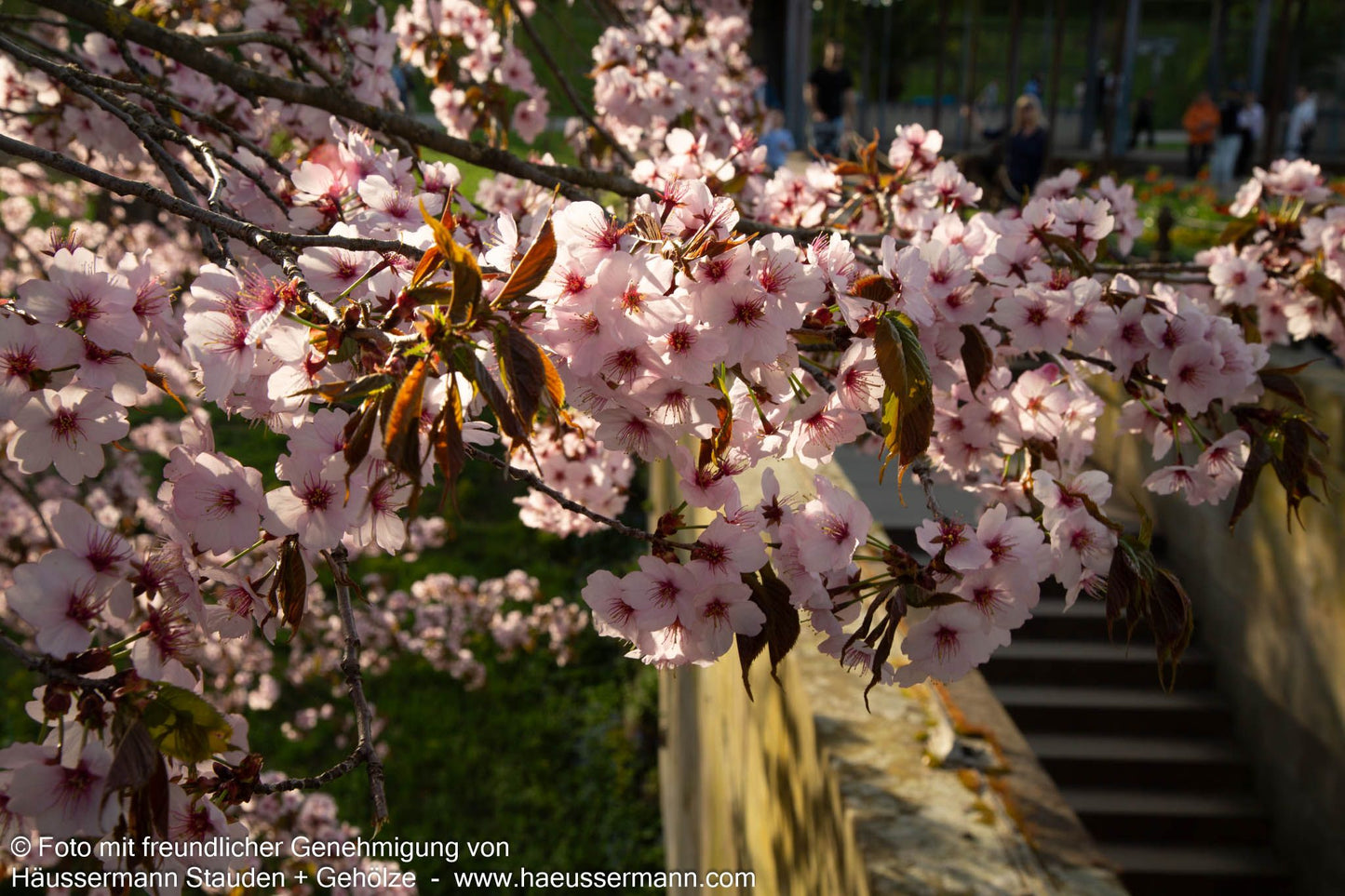 Scharlach-Kirsche (Prunus sargentii Veredlung)
