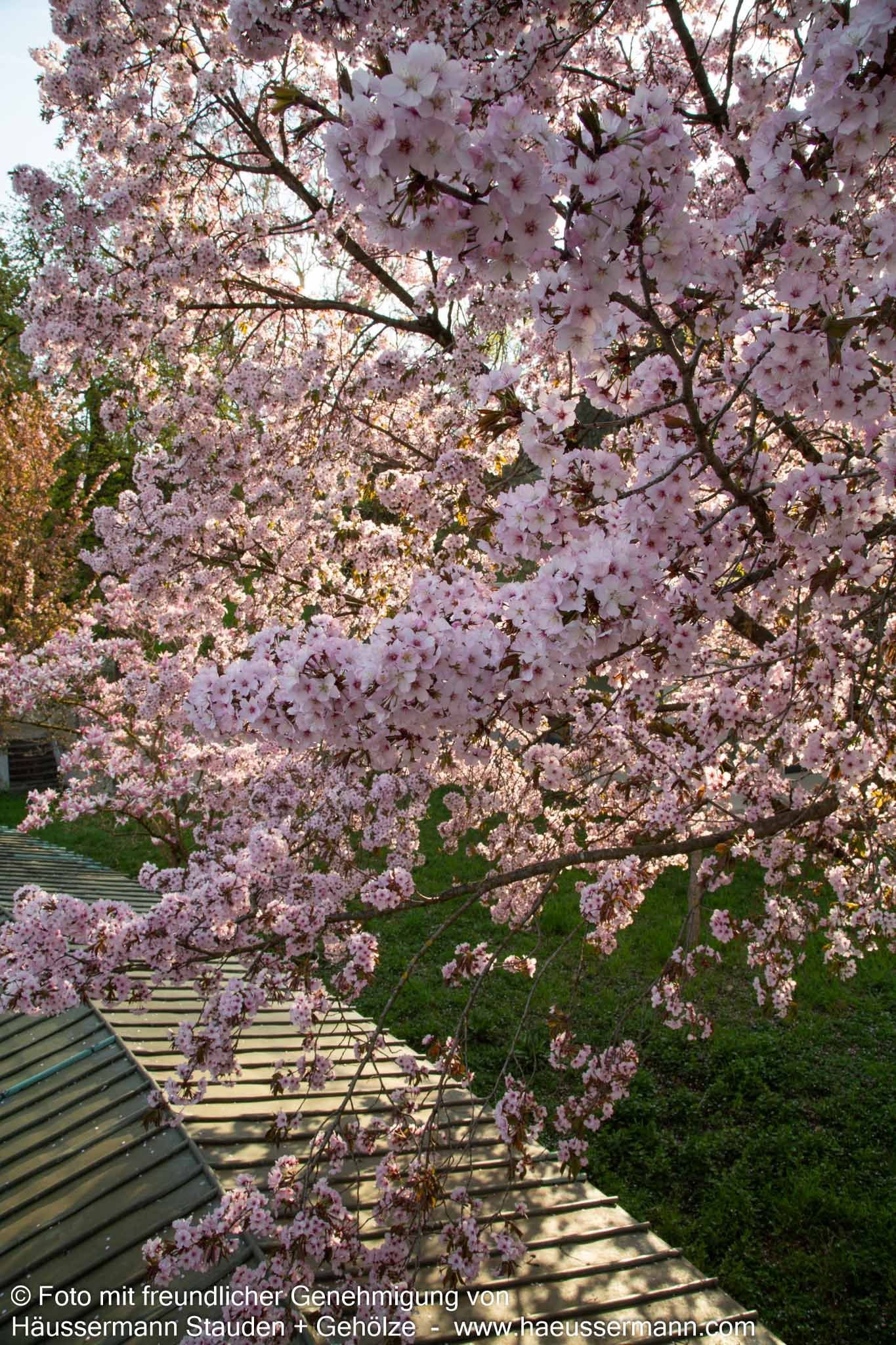 Scharlach-Kirsche (Prunus sargentii Veredlung)