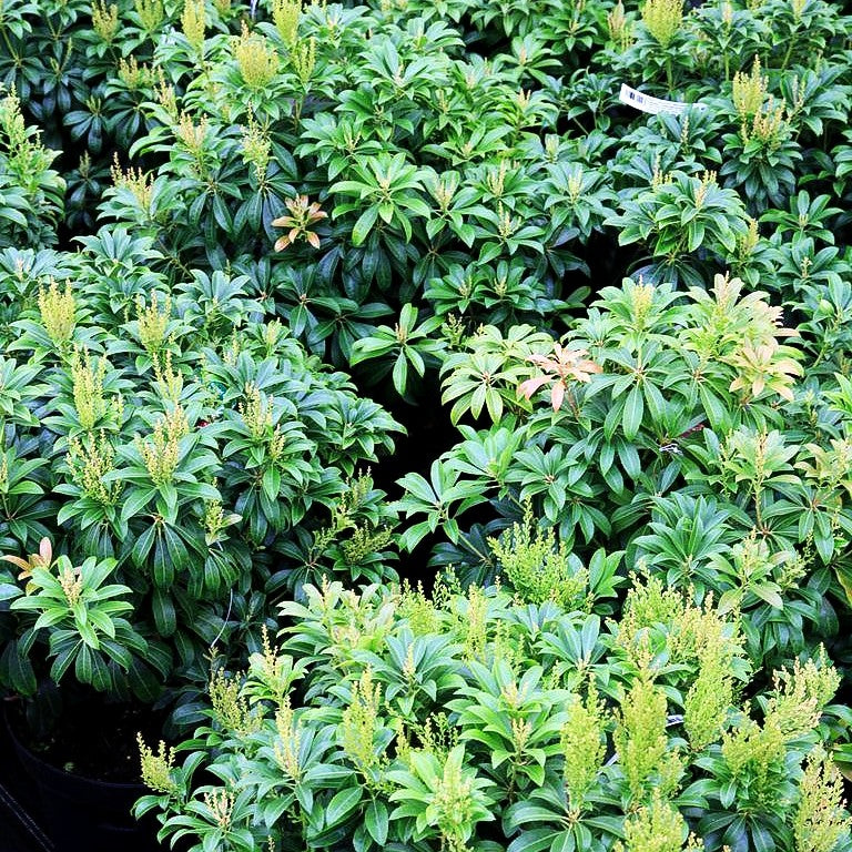Schattenglöckchen 'Bonfire' (Pieris japonica)