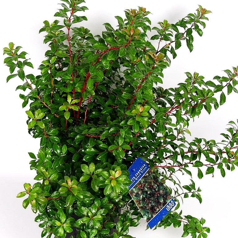 Schattenglöckchen 'Little Heath Green' (Pieris japonica)
