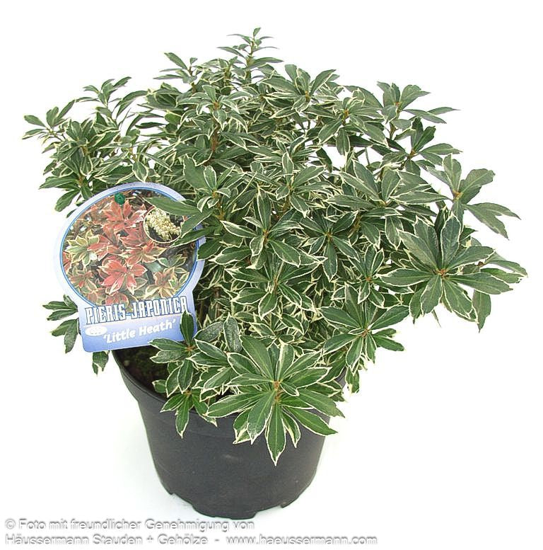 Schattenglöckchen 'Little Heath' (Pieris japonica)