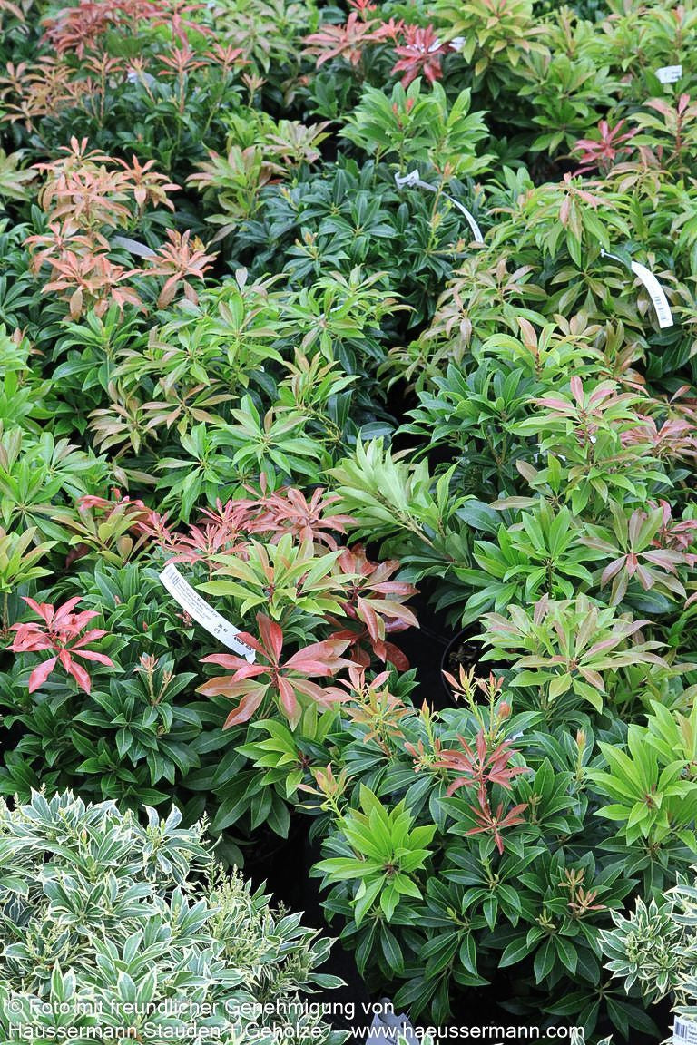 Schattenglöckchen 'Mountain Fire' (Pieris japonica)