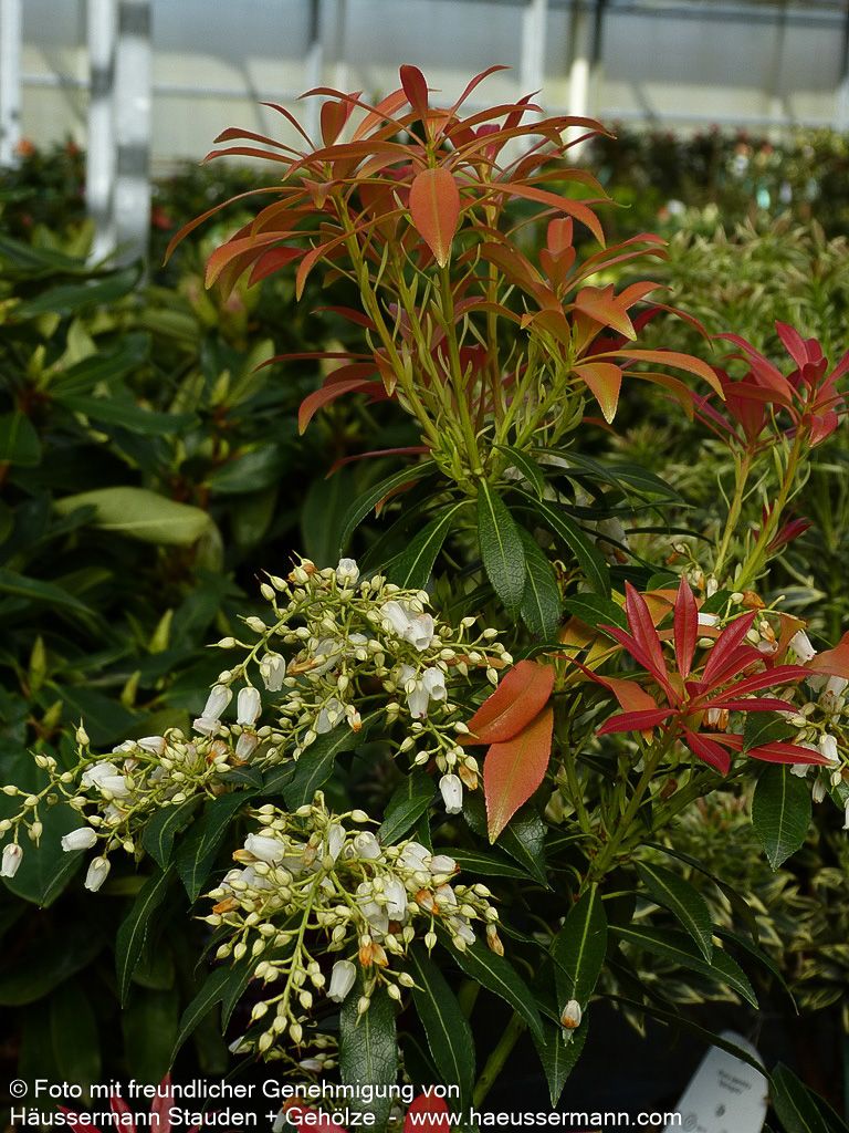 Schattenglöckchen 'Mountain Fire' (Pieris japonica)
