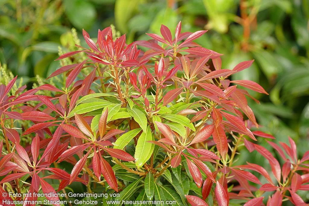 Schattenglöckchen 'Mountain Fire' (Pieris japonica)