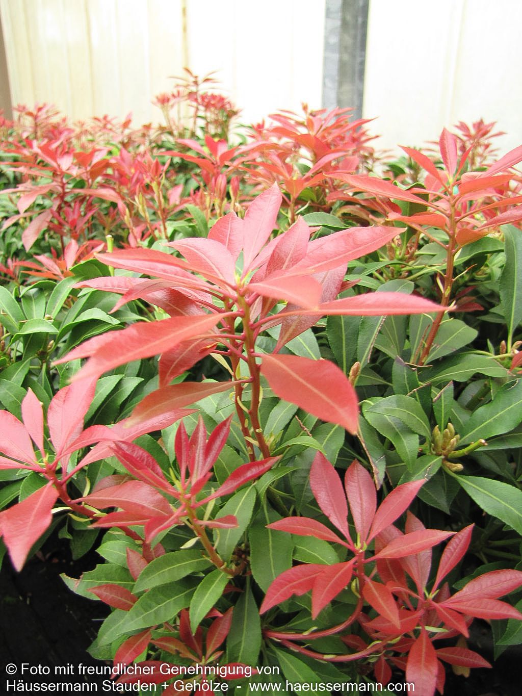 Schattenglöckchen 'Mountain Fire' (Pieris japonica)