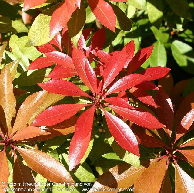 Schattenglöckchen 'Mountain Fire' (Pieris japonica)