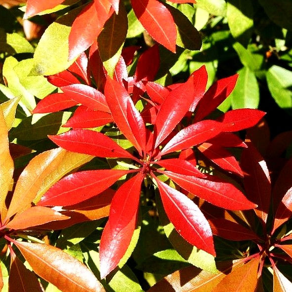 Schattenglöckchen 'Mountain Fire' (Pieris japonica)