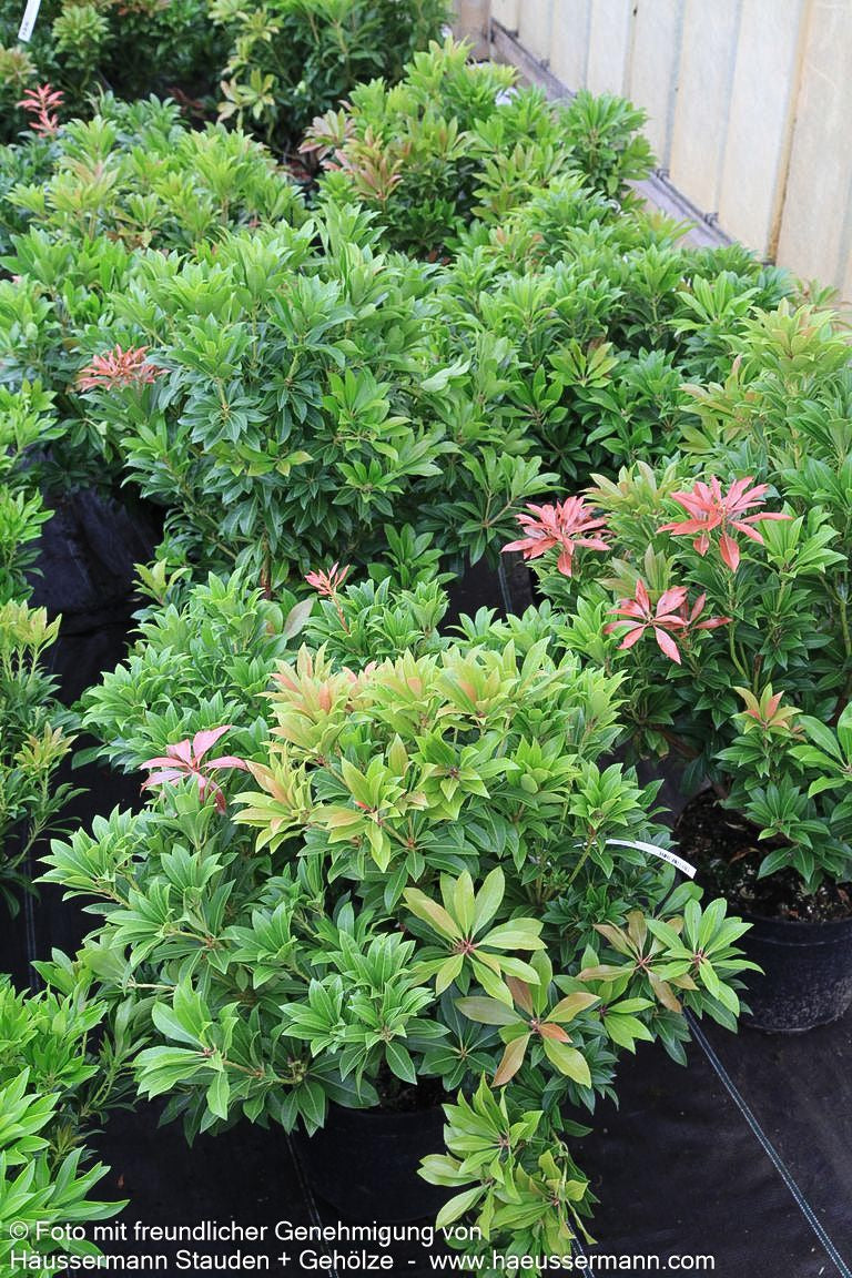 Schattenglöckchen 'Mountain Fire' (Pieris japonica)