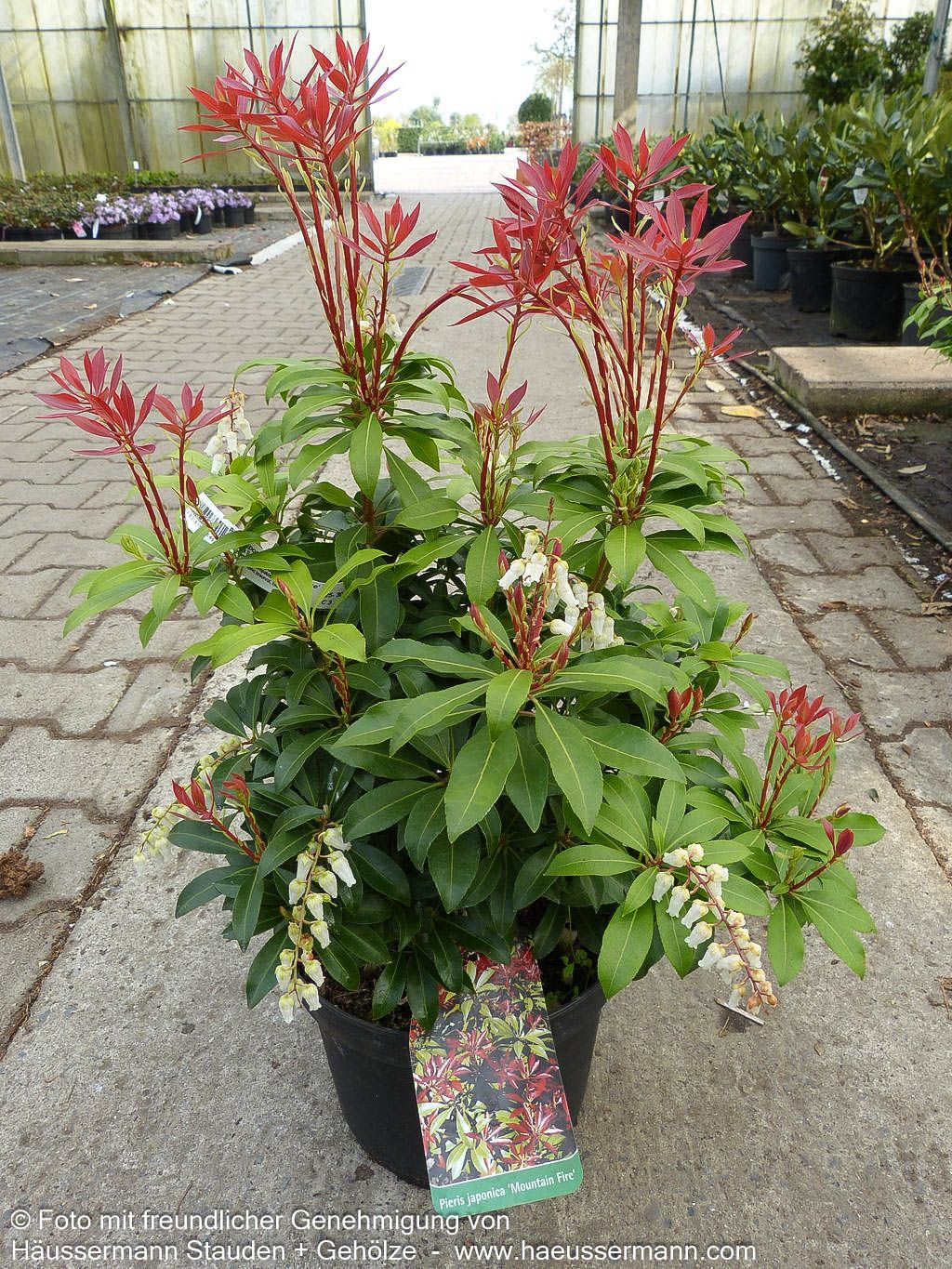 Schattenglöckchen 'Mountain Fire' (Pieris japonica)