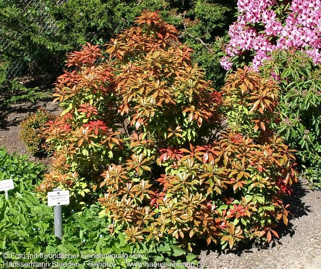 Schattenglöckchen 'Mountain Fire' (Pieris japonica)