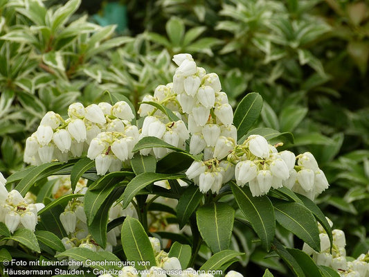 Schattenglöckchen 'Purity' (Pieris japonica)