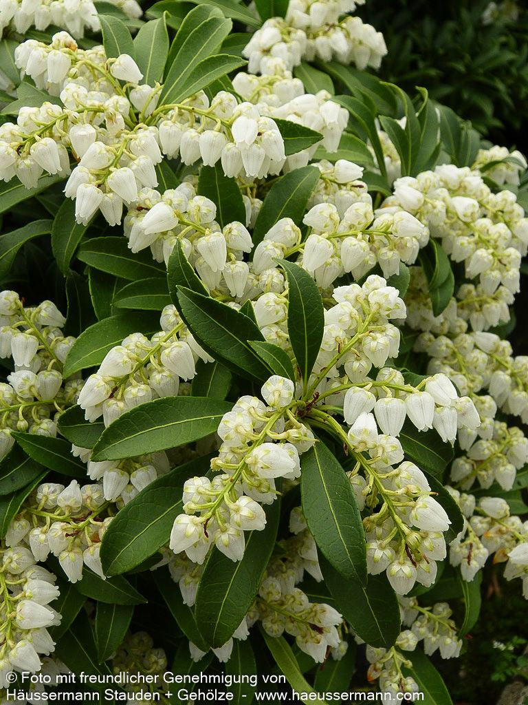 Schattenglöckchen 'Purity' (Pieris japonica)