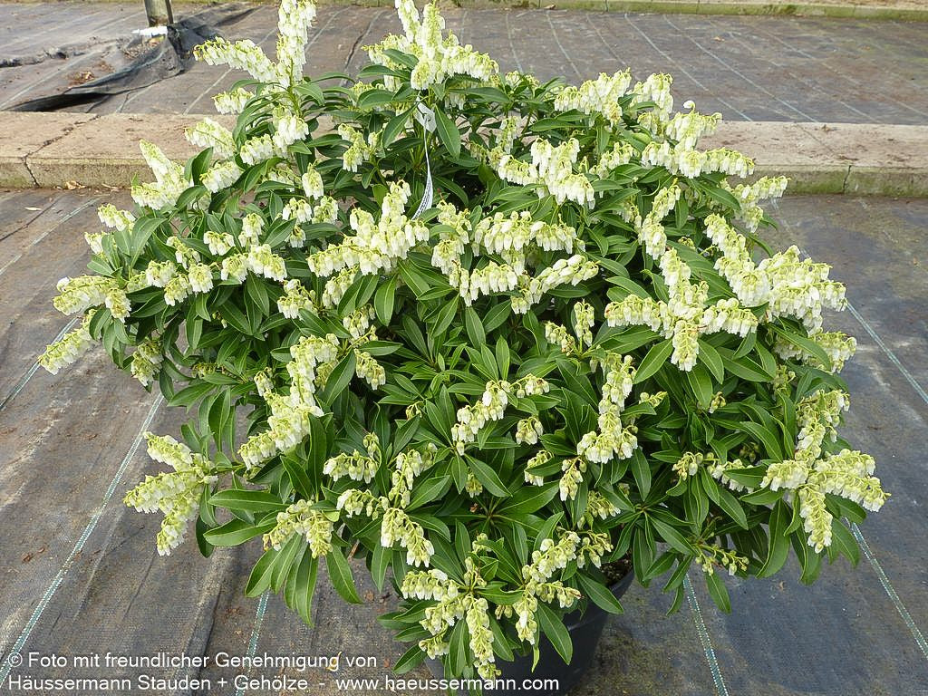 Schattenglöckchen 'Purity' (Pieris japonica)