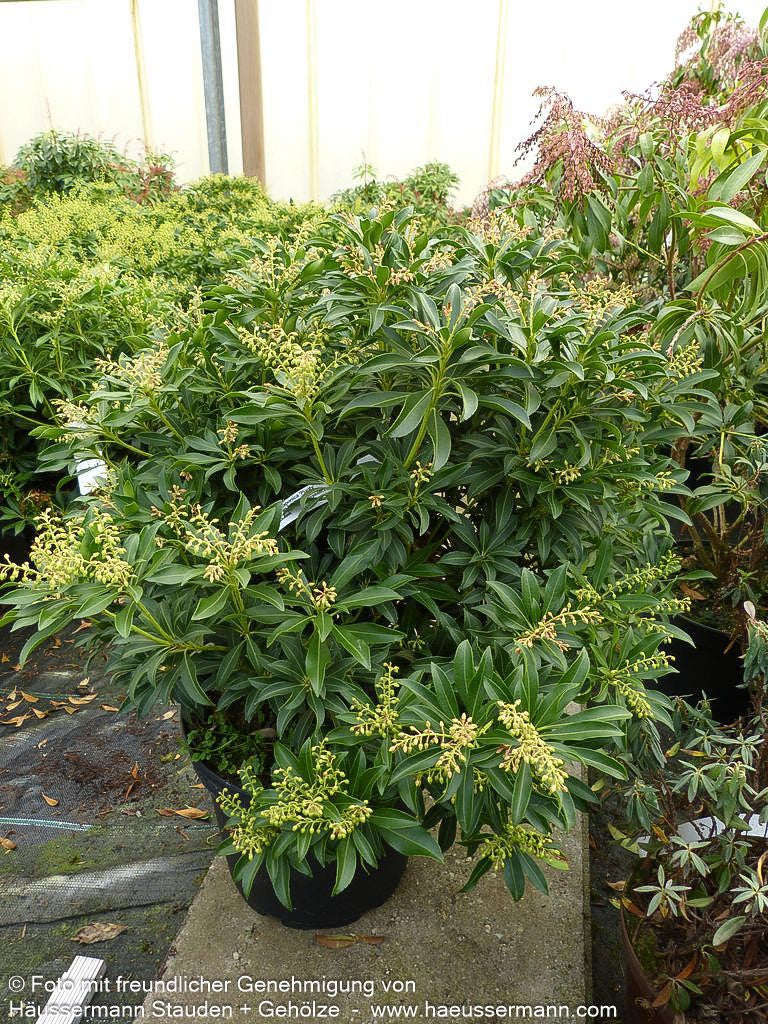 Schattenglöckchen 'Purity' (Pieris japonica)