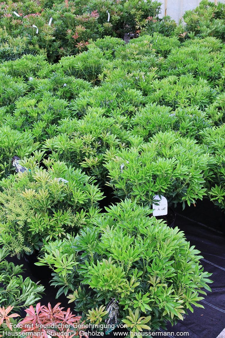 Schattenglöckchen 'Purity' (Pieris japonica)
